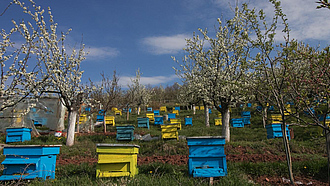 Gelbe und blaue Bienenbeuten aus Holz auf einer Streuobstwiese