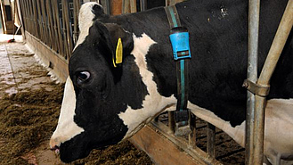 Eine Kuh mit einem Transponderhalsband