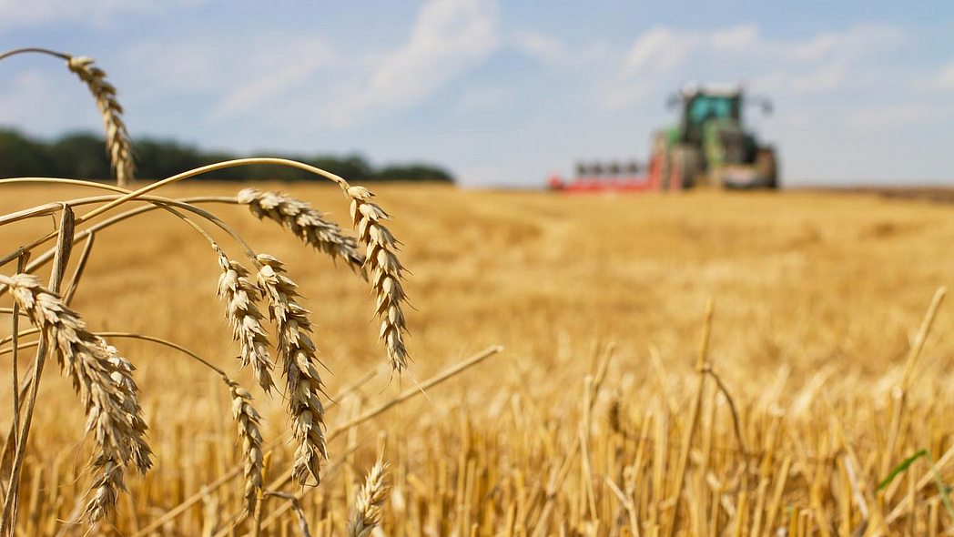 Im Vordergrund einzelne Getreideähren - im Hintergrund ein Traktor bei der Ernte.