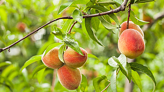 Pfirsiche am Baum