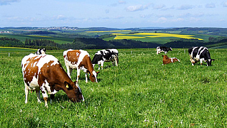 Milchkühe stehen und grasen auf einer Weide.