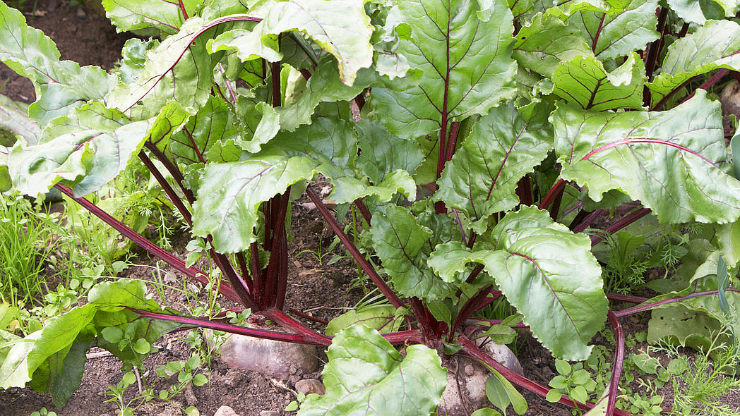 Rote Bete in verunkrautetem Beet.