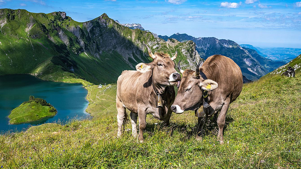 Behornte Kühe auf einer Alm, im Hintergrund Berge und ein Bergsee.