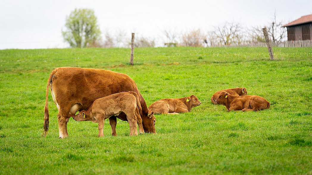 Rebaño de vacas nodrizas en el pasto, un ternero bebe de la ubre de una vaca