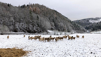 Eine Herde Schafe steht auf einer schneebedeckten Weide. Im Hintergrund sind bewaldete Hügel.