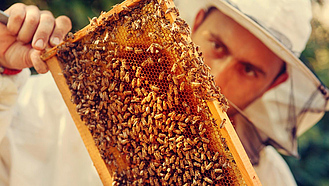 Eine Honigwabe mit Bienen darauf, dahinter ein Imker in Schutzkleidung