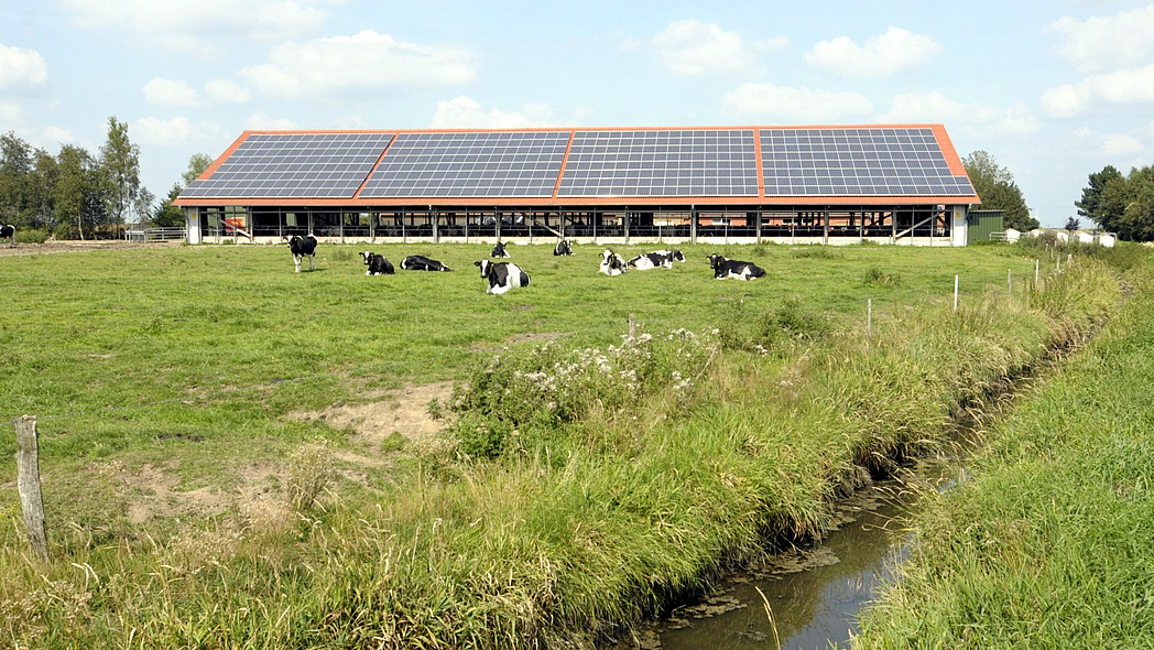 Milchkühe auf einer Weide am Bach, im Hintergrund ein Stall mit Photovoltaikplatten auf dem Dach Milchkühe auf einer Weide am Bach, im Hintergrund ein Stall mit Photovoltaikplatten auf dem Dach