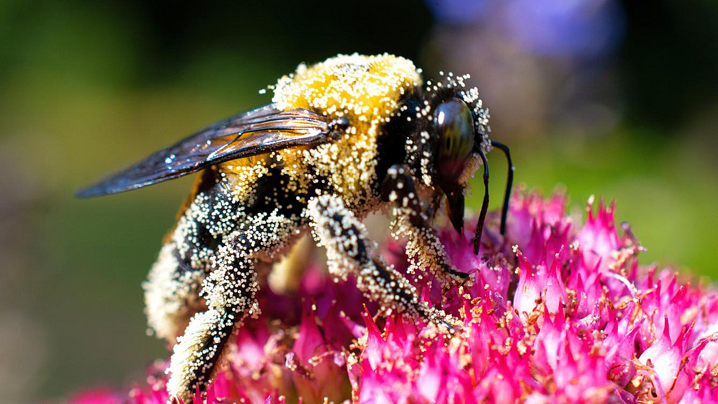 Eine mit Pollen bedeckte Hummel sitzt auf einer Blüte.