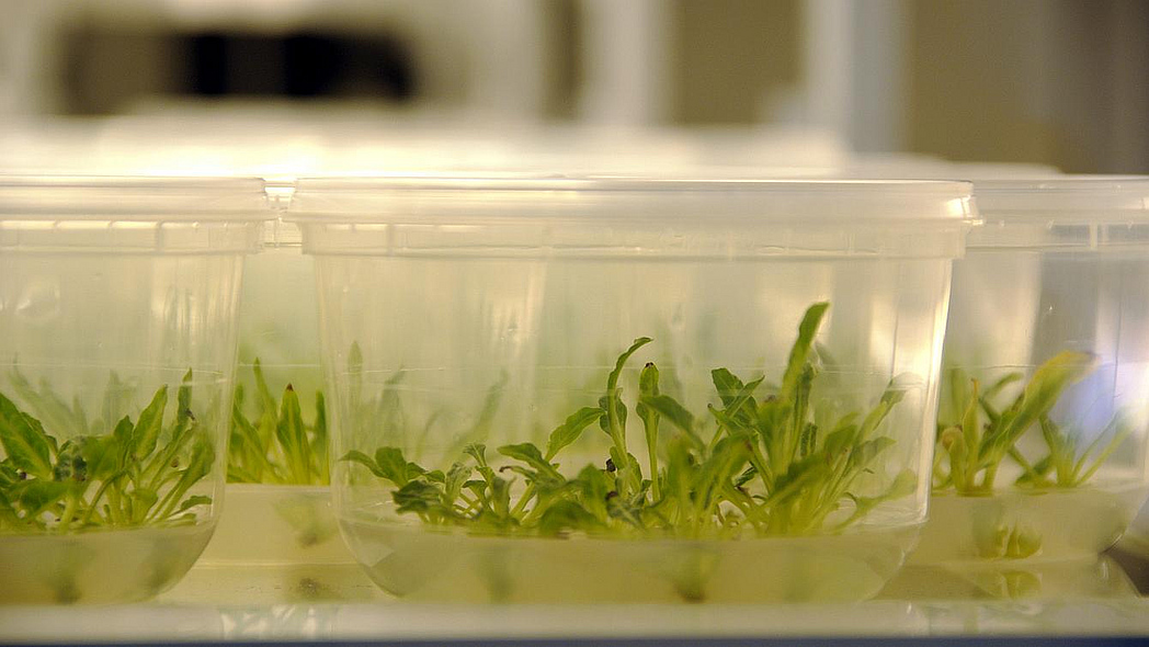 Kunststoffschalen mit kleinen Pflanzen in einem Labor