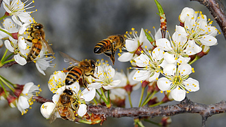Mehrere Bienen auf Pflaumenblüten