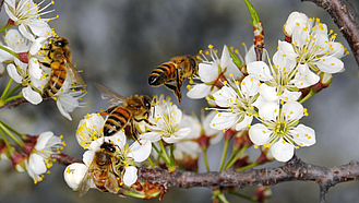 Mehrere Bienen auf Pflaumenblüten
