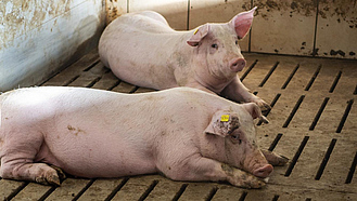 Zwei Schweine liegen in einem Stall