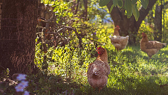 Hühner auf einer Wiese unterhalb von Bäumen.