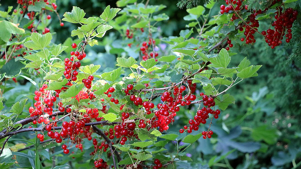 Arbusto de grosella con frutos rojos maduros.