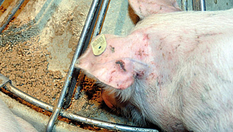 Schwein futtert aus Futtertrog - Klick führt zu Großansicht im neuen Fenster