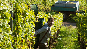 Mann steht mit einem mit Trauben befüllten Sammelbehälter auf dem Rücken in einem sonnigen Weinberg. Im Hintergrund steht ein Anhänger, auf dem sich gelesene Trauben befinden.