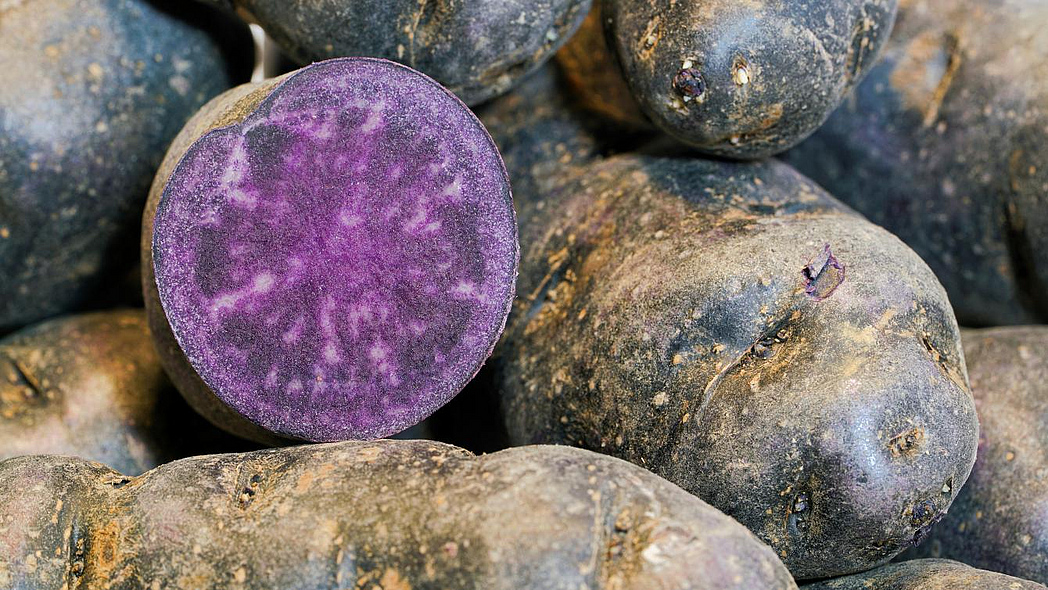 Vitelotte-Kartoffeln