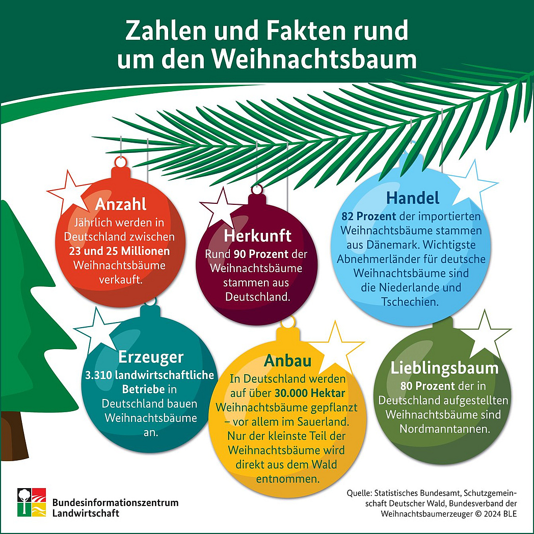 BZL-Infografik: Zahlen und Fakten rund um den Weihnachtsbaum