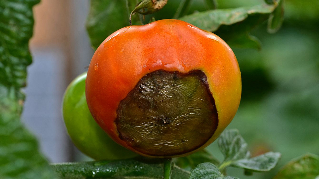 Tomatenfrucht mit braunschwarzem Fleck.