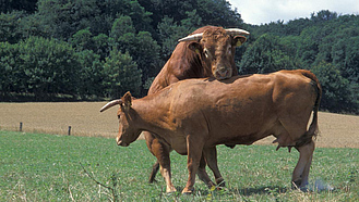 Limousin-Bulle bespringt Kuh auf der Weide