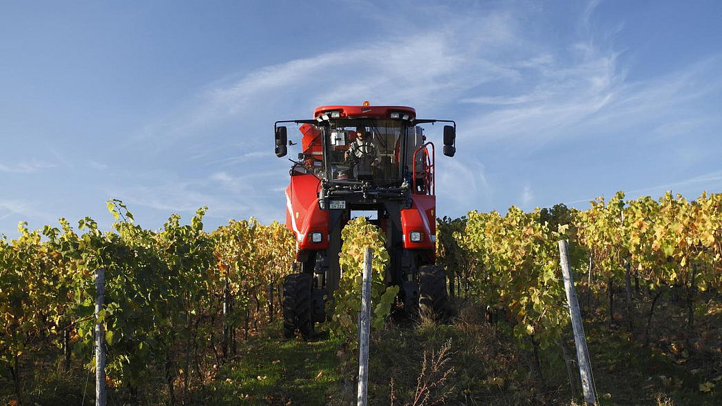 Vollernter bei der Weinlese