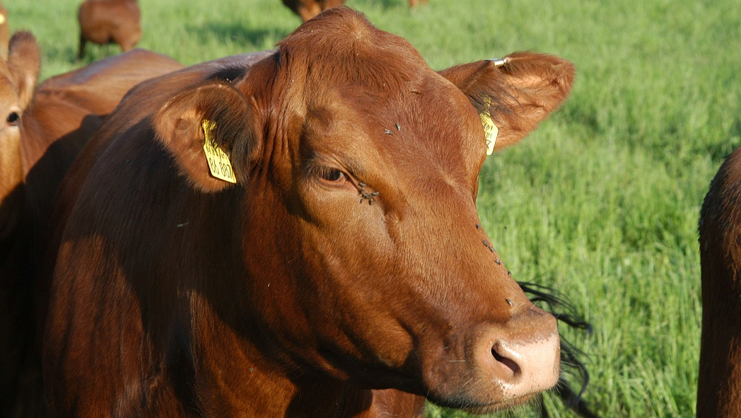 Nahaufnahme eines Angus-Rinds
