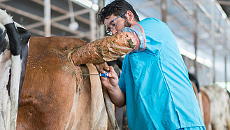 Besamungstechniker steht hinter einer Kuh. Er hat den linken Arm zur Hälfte im Enddarm der Kuh. Mit der rechten Hand hält er die Pipette mit dem Sperma.