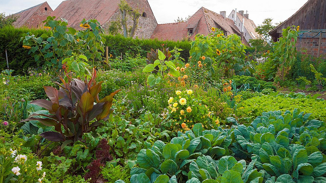 Mischkulturgarten mit verschiedensten Gemüsen und Blütenpflanzen