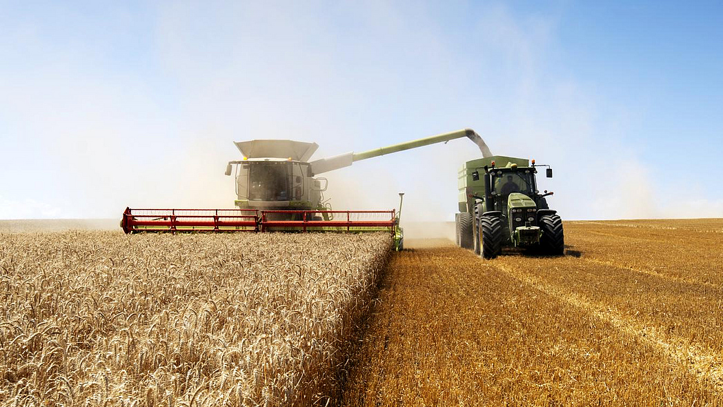 Mähdrescher im Einsatz auf einem Weizenfeld. Nebenher fährt ein Traktor mit Anhänger, auf den gerade Getreide verladen wird.